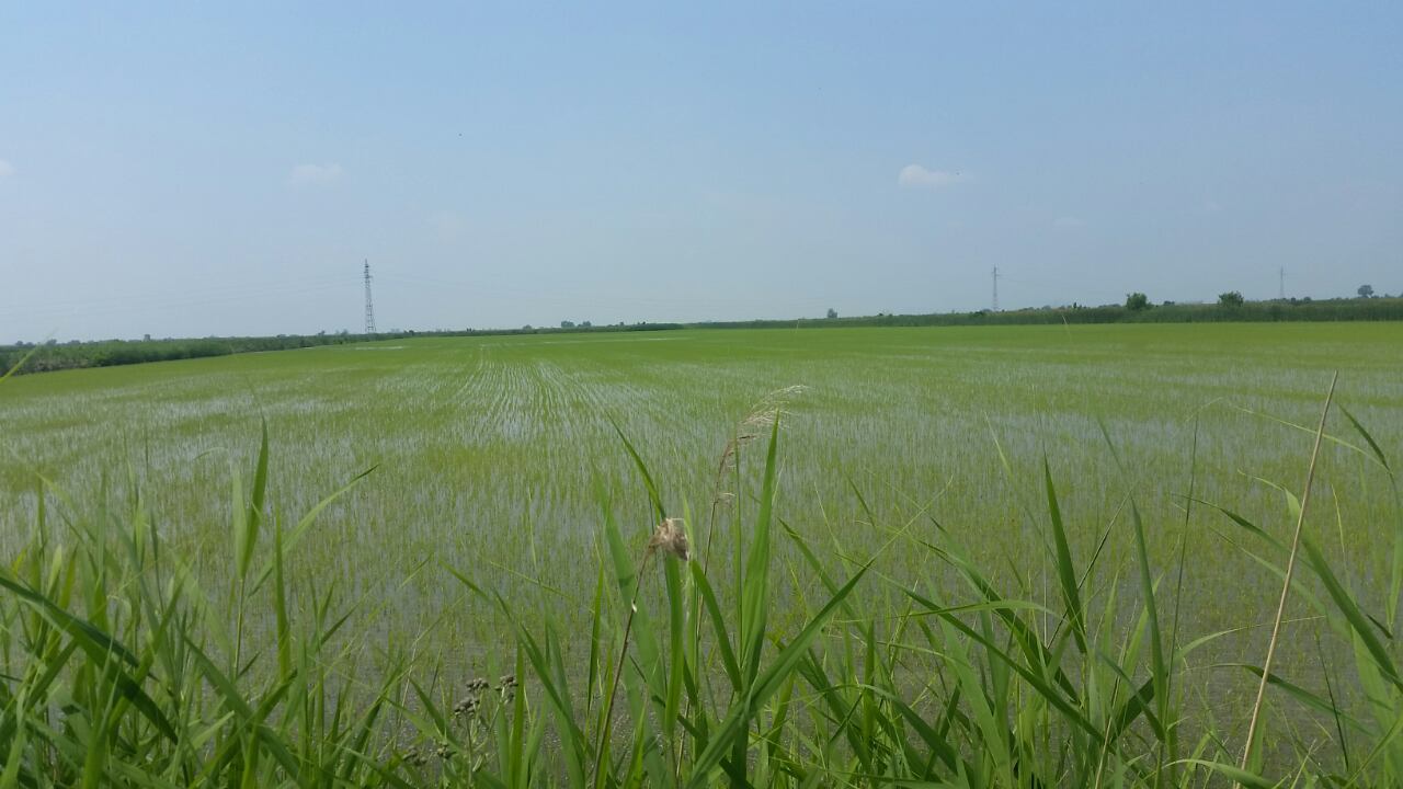 Rice seeding
